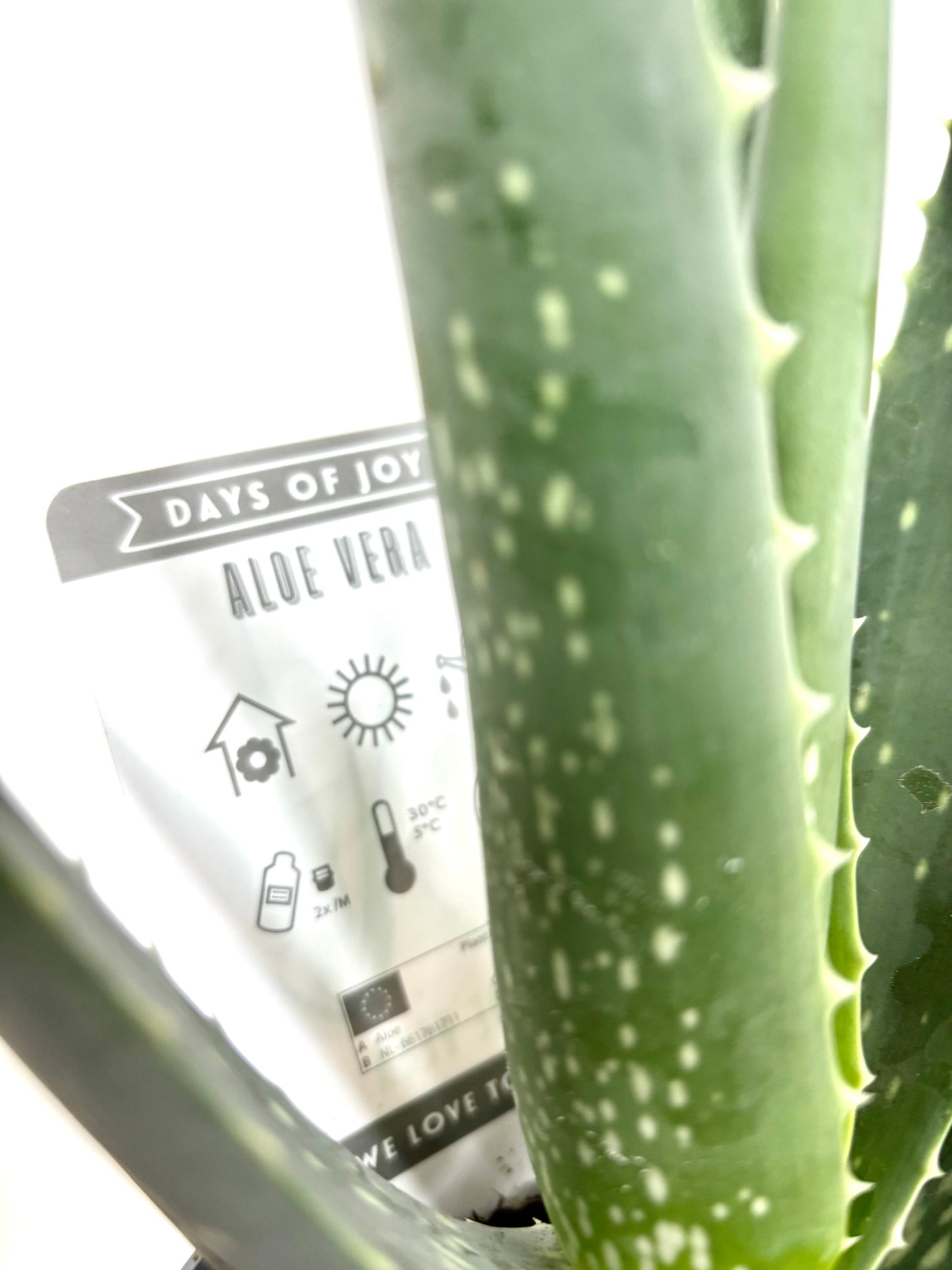 Aloe Vera