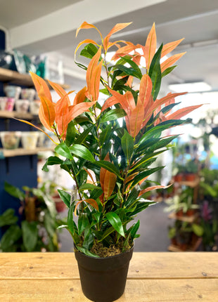 Faux Red/Green Ficus