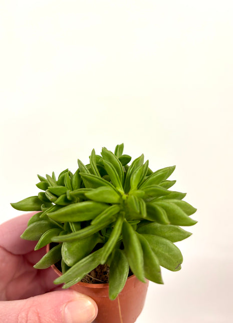 Peperomia Happy Bean