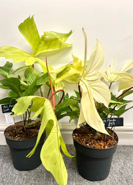 Philodendron Florida Ghost