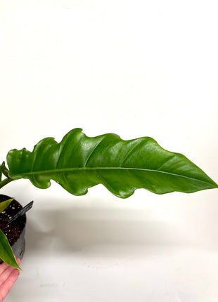 Philodendron Narrow Escape