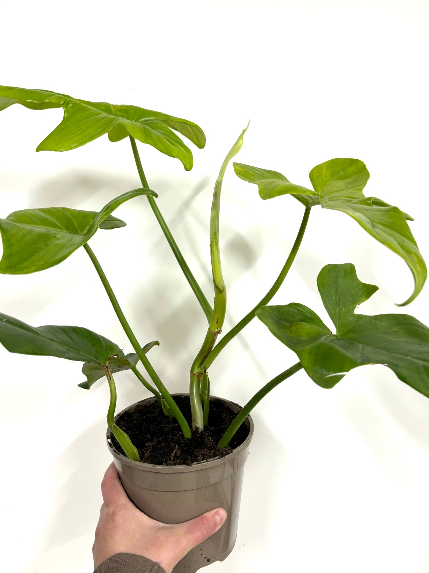 Philodendron Golden Violin