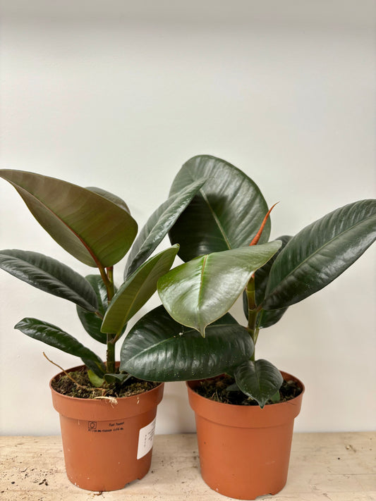 Ficus Robusta