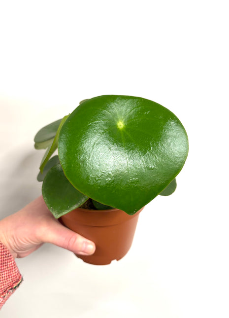 Peperomia Raindrop
