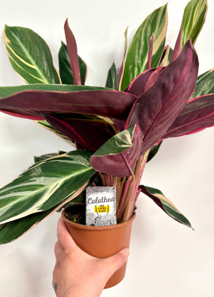 Calathea Triostar