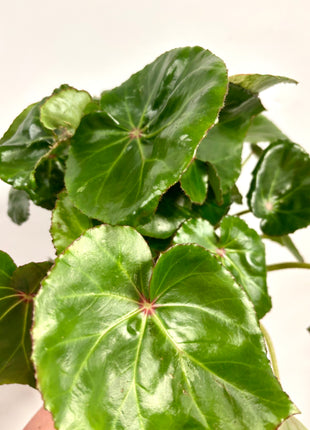 Begonia carre rouge variegated