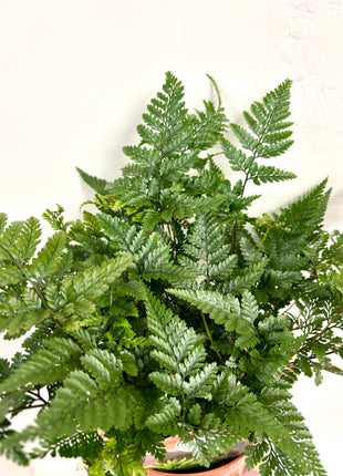 Humata Tyermannii