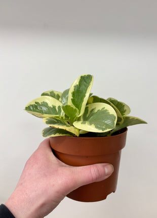 Peperomia Variegata