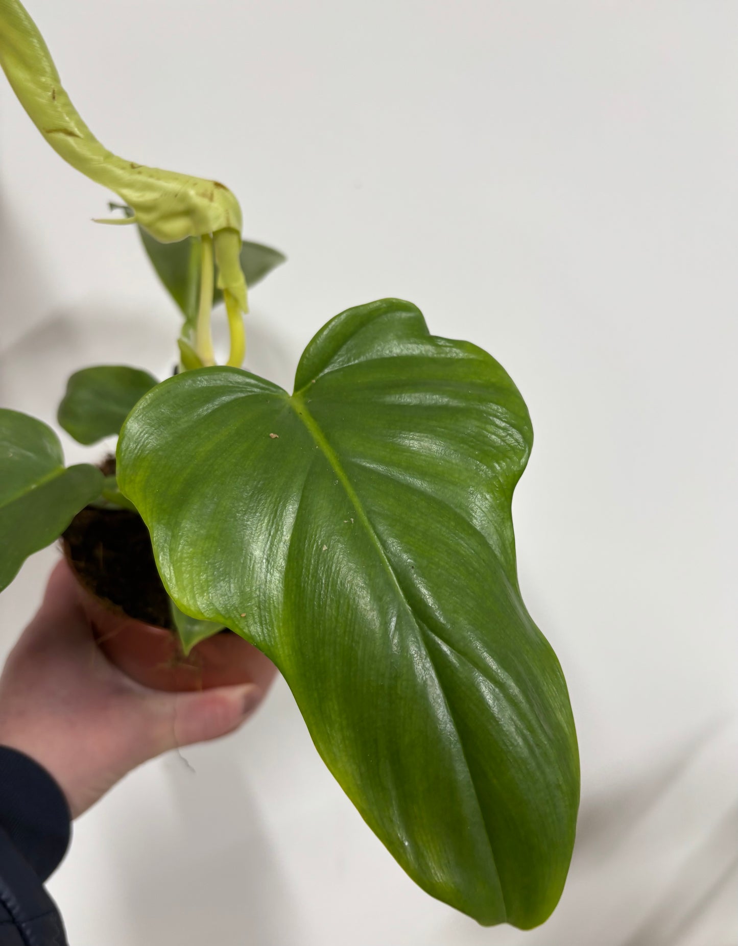 Philodendron Golden Violin