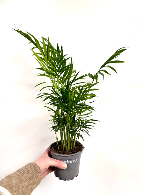 Chamaedorea Elegans