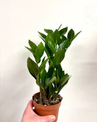 Zamio  Zamiifolia