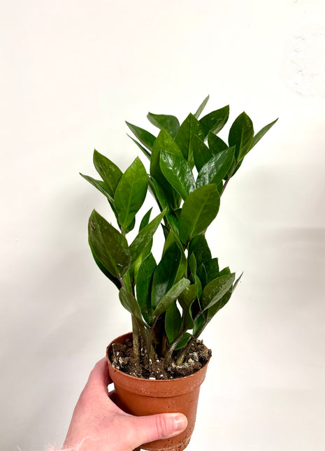 Zamio  Zamiifolia