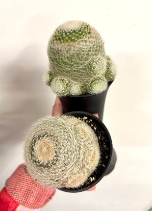 Mammillaria Lenta