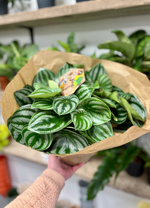 Peperomia Watermelon