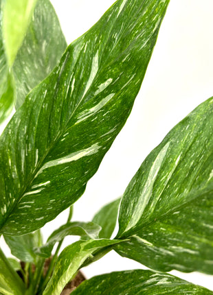 Spathiphyllum/ Peace Lily variegated