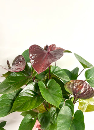 Anthurium Adios Chocolate