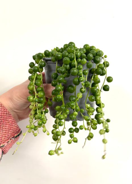Senecio Rowleyanus / String of beads