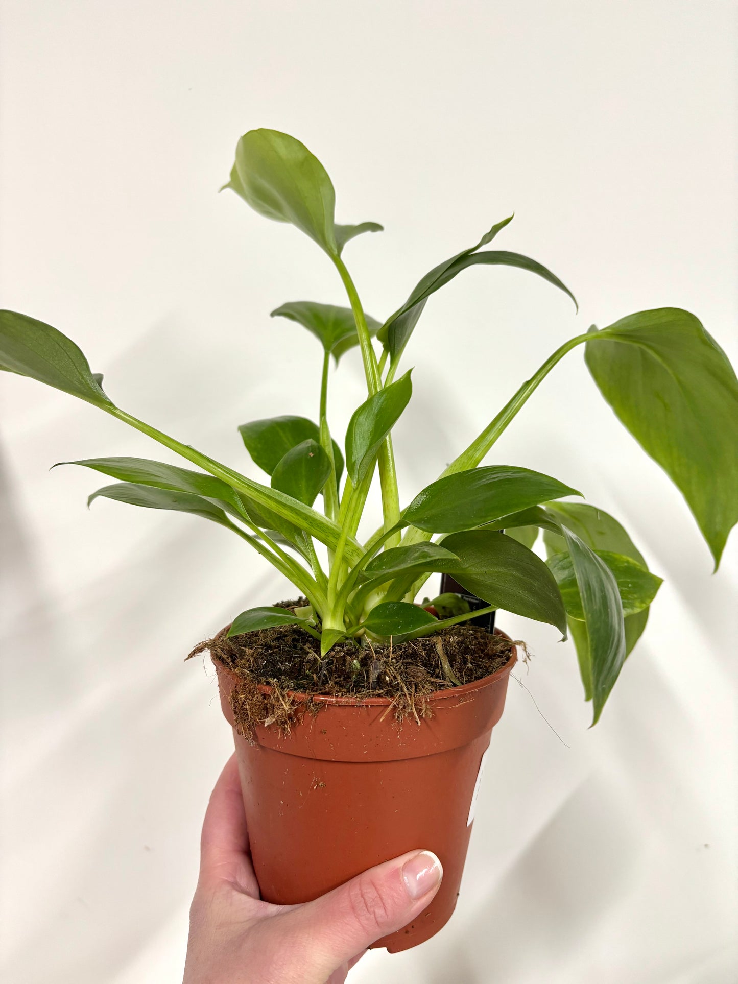 Philodendron Warzewiczii