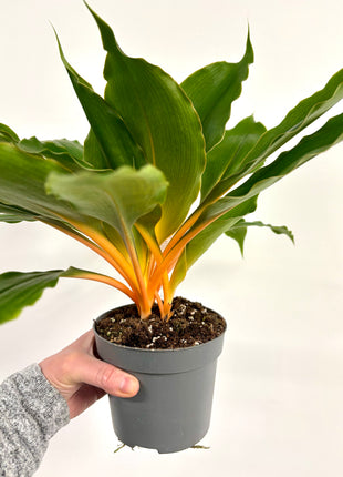 fireflash spider plant Orange Spider / Fire Flash – House Plants by Laura