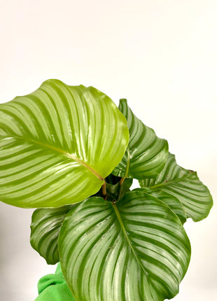 Calathea Orbifolia