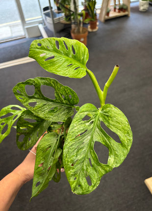 Monstera Adansonii Mint