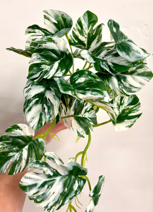 Faux variegated Monstera