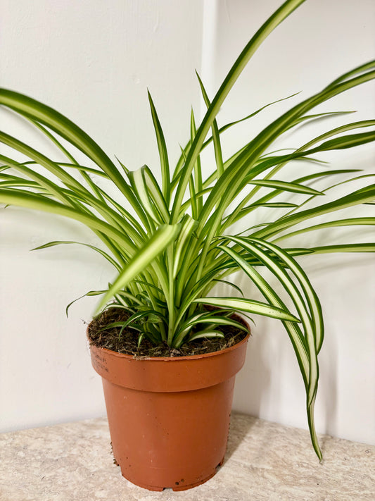 Chlorophyttum / Spider plant
