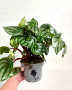 Peperomia Watermelon