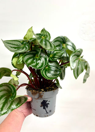 Peperomia Watermelon