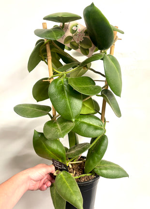 Hoya Calycina Stargazer