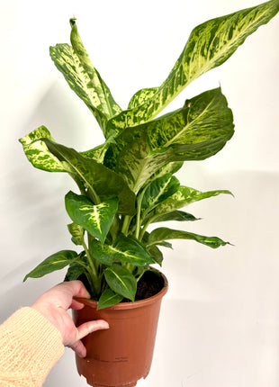 Dieffenbachia Compacta