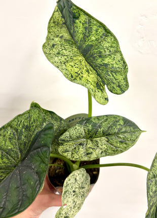 Alocasia Dragon Mint