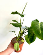 Philodendron Gloriosum