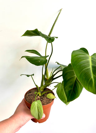 Philodendron Gloriosum