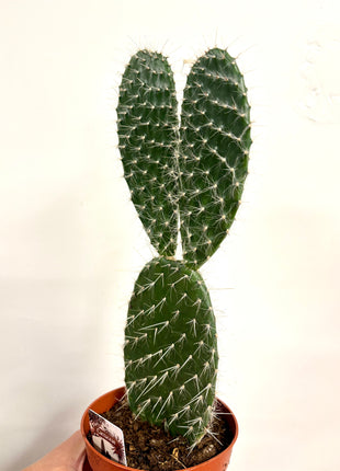 Opuntia Macrocalyx