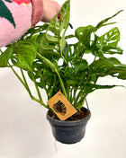 Monstera Adansonii