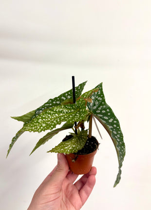 Begonia Maculata Wings Silverspot