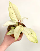 Philodendron Snowdrift