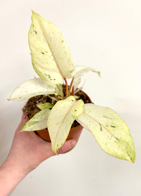 Philodendron Snowdrift