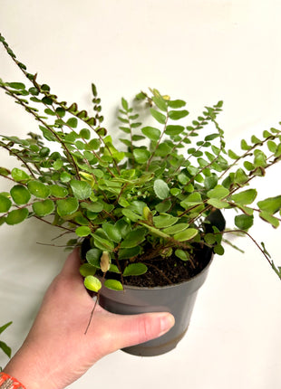 Pellaea Button Fern