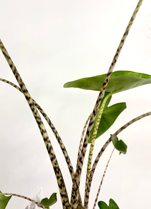 Alocasia Zebrina