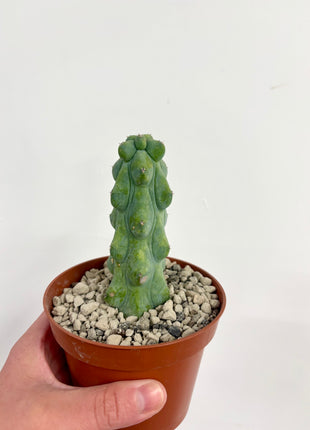 Myrtillocactis Nipel/Boobie cactus