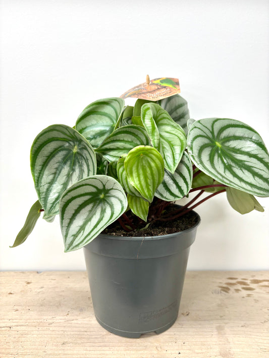 Peperomia Watermelon