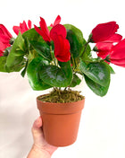 Faux red cyclamen