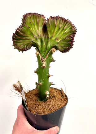 Euphorbia Lactea Cristata