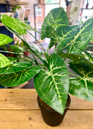 Faux Caladium