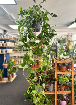 Monstera Adansonii