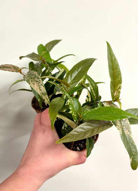 Ficus Sagittata Pink Variegata