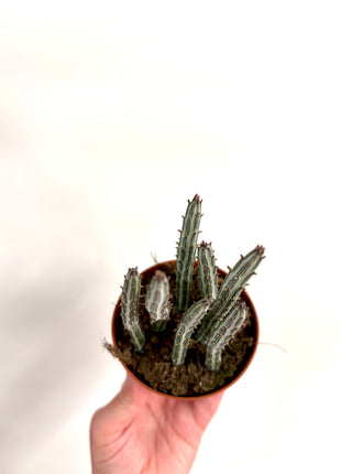 Senecio Stapeliformis