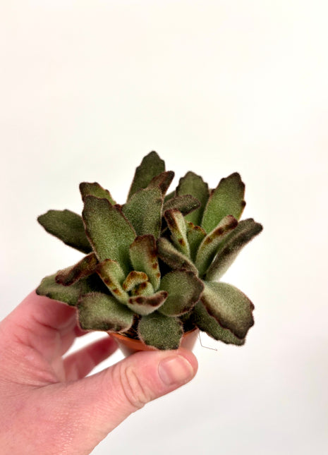 Kalanchoe Tomentosa